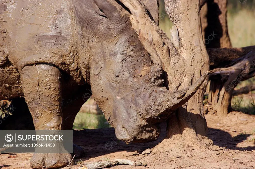 Close-Up of White Rhinoceros Ceratotherium simum Emerging From Mud Bath  Mkuze Game Reserve, KwaZulu Natal Province, South Africa