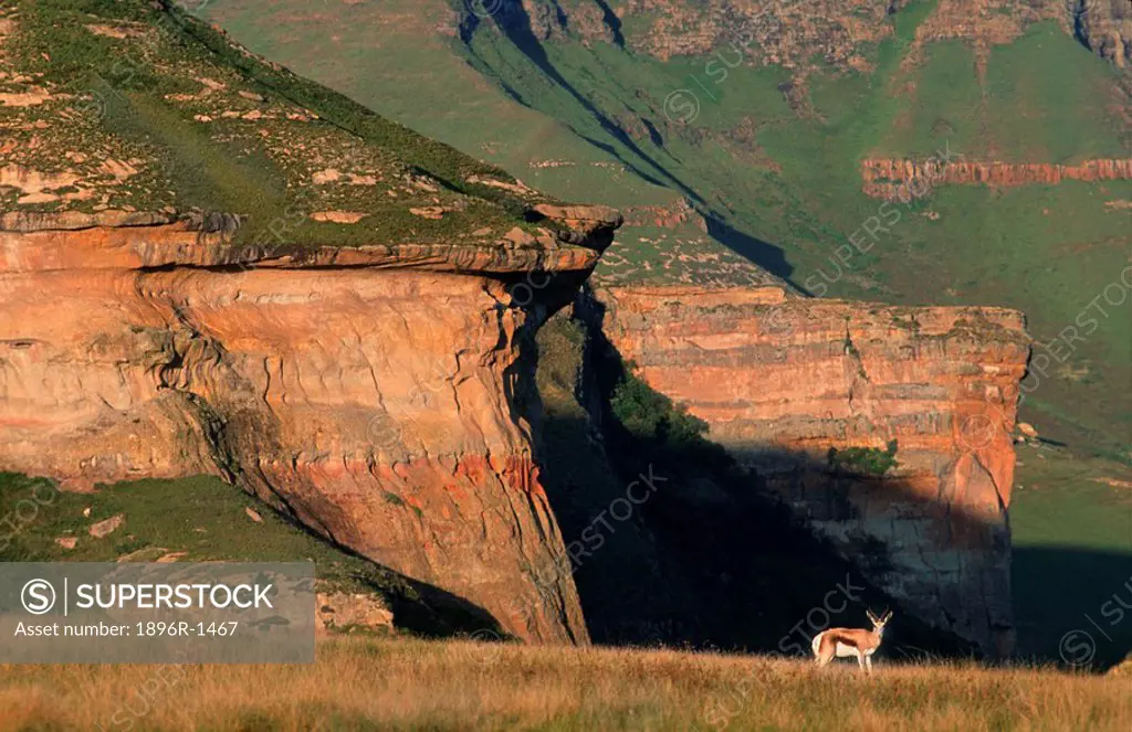 Lone Springbok Antidorcas marsupialis on Mountainous Landscape  Golden Gate National Park, Free State Province, South Africa