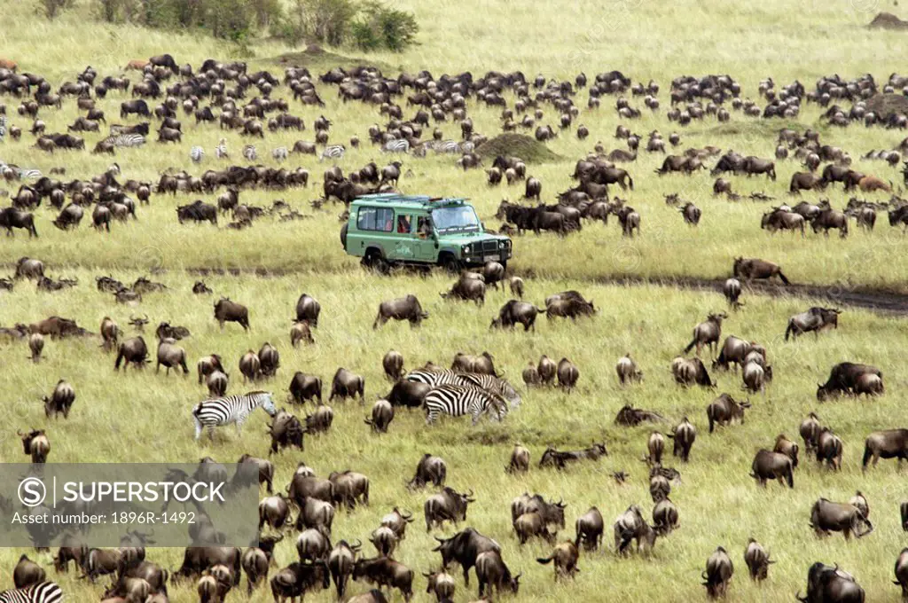 4X4 Driving Through a Grazing Herd of Blue Wildebeest Connochaetes taurinus and Burchell´s Zebra Equus burchellii  Masai Mara National Reserve, Kenya