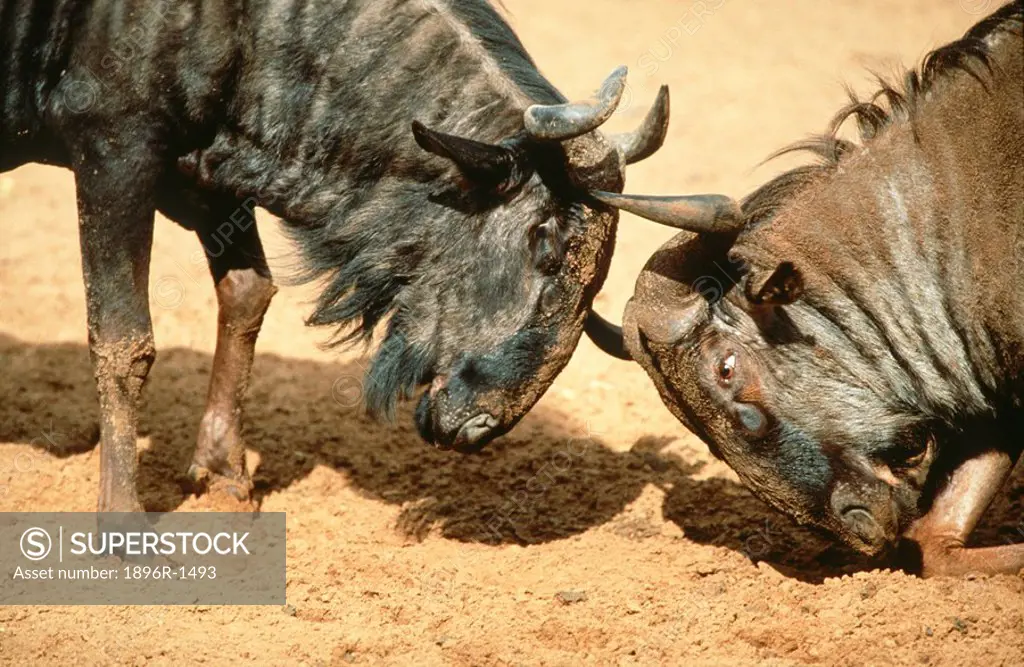 Pair of Blue Wildebeest Connochaetes taurinus Sparring  Tala Private Reserve, Midlands, KwaZulu Natal Province, South Africa
