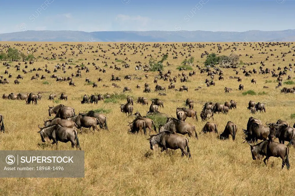Herd of Blue Wildebeest Connochaetes taurinus Migrating  Masai Mara National Reserve, Kenya