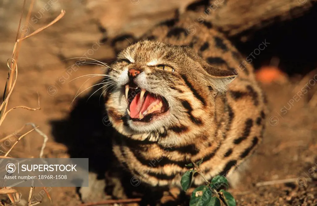 Close-up of a Small-spotted Cat Felis nigripes Snarling  Kapama Private Reserve, Limpopo Province, South Africa