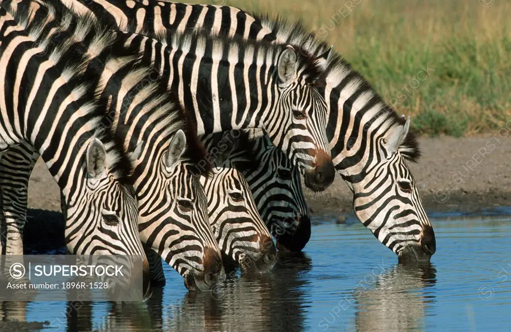 Herd of Burchell´s Zebra Equus burchellii Drinking at a Waterhole  Savuti, Chobe National Park, Botswana