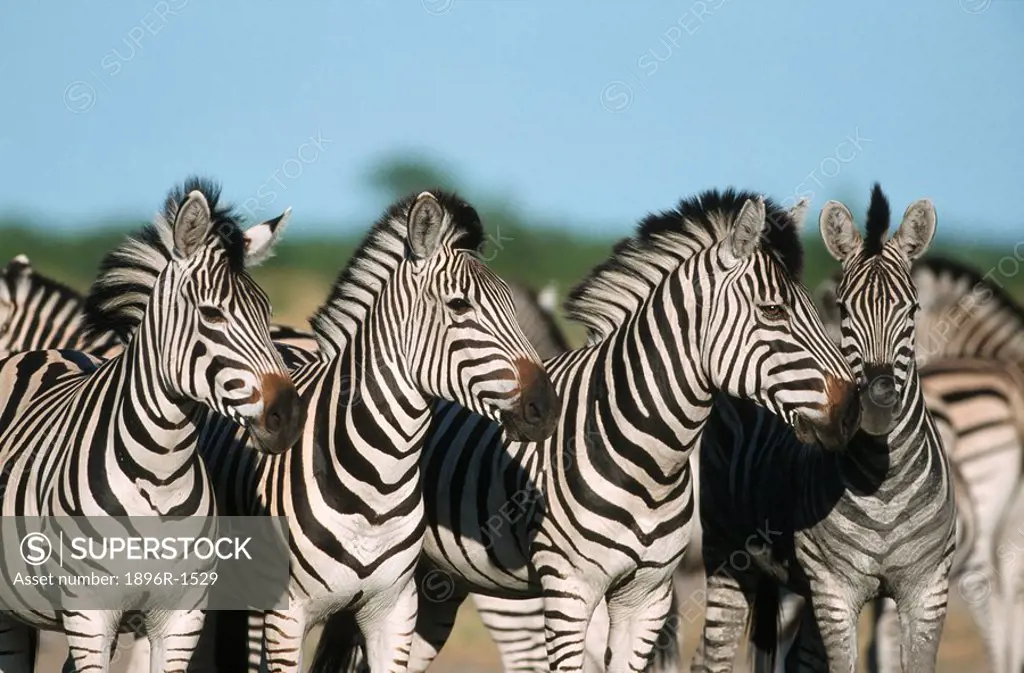 Portrait of a Herd of Burchell´s Zebra Equus burchellii in the Bushveld  Savuti, Chobe National Park, Botswana