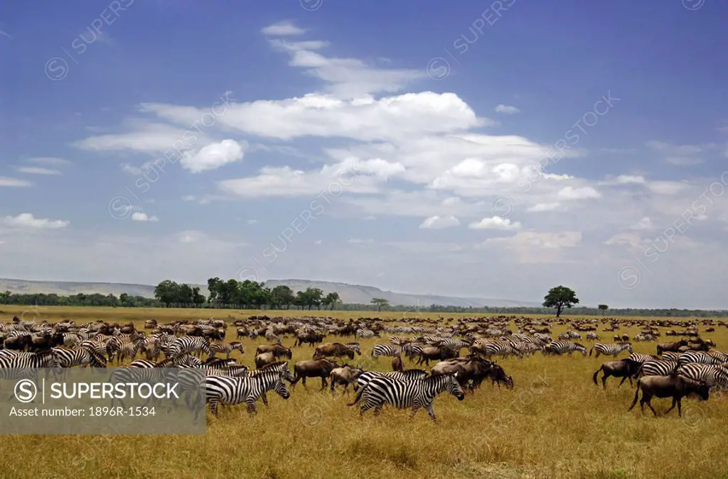 Portrait of the Migration of Blue Wildebeest Connochaetes taurinus and Burchell´s Zebra Equus burchellii Herds  Masai Mara National Reserve, Kenya