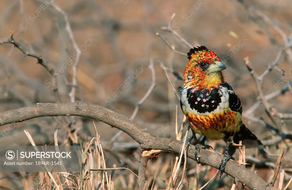 Crested Barbet Trachyphonus vaillantii Perched on Branch  Kruger National Park, Mpumalanga Province, South Africa