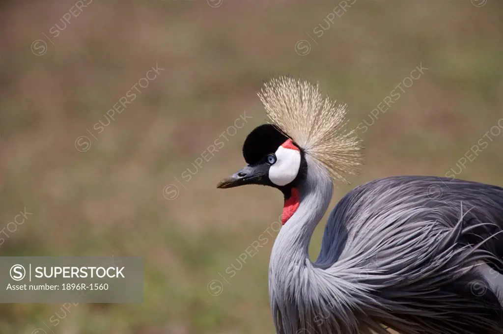 Profile of a Gray Crowned Crane Balearica Regulorum  Masai Mara National Reserve, Kenya