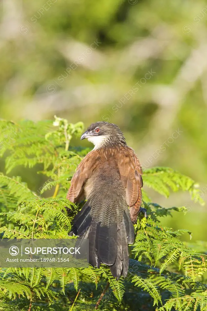 Burchells Coucal Perched on Tree  St Lucia Wetland Park, KwaZulu Natal Province, South Africa