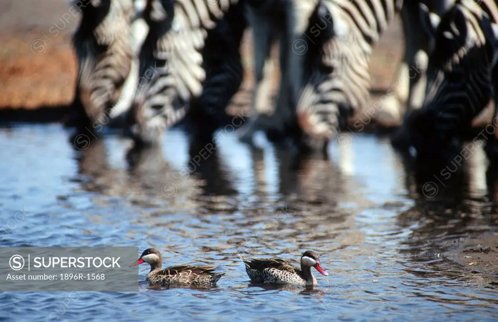 Red_billed teal Anas erythrorhyncha pair in water with zebra Equus quagga background. Etosha National Park, Namibia.