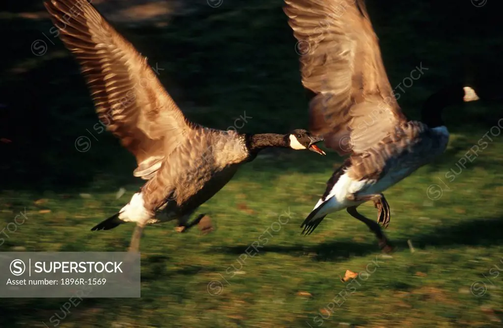 Portrait of Canada Geese Branta canadensis Taking Off  Dayton District, Ohio State, United States of America
