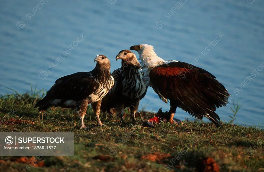 Fish Eagle Haliaeetus vocifer Family Gathered Next to the River  Chobe National Park, Botswana