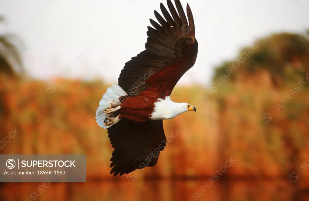 Portrait of a Fish Eagle Haliaeetus vocifer in Flight  Okavango Delta, Botswana