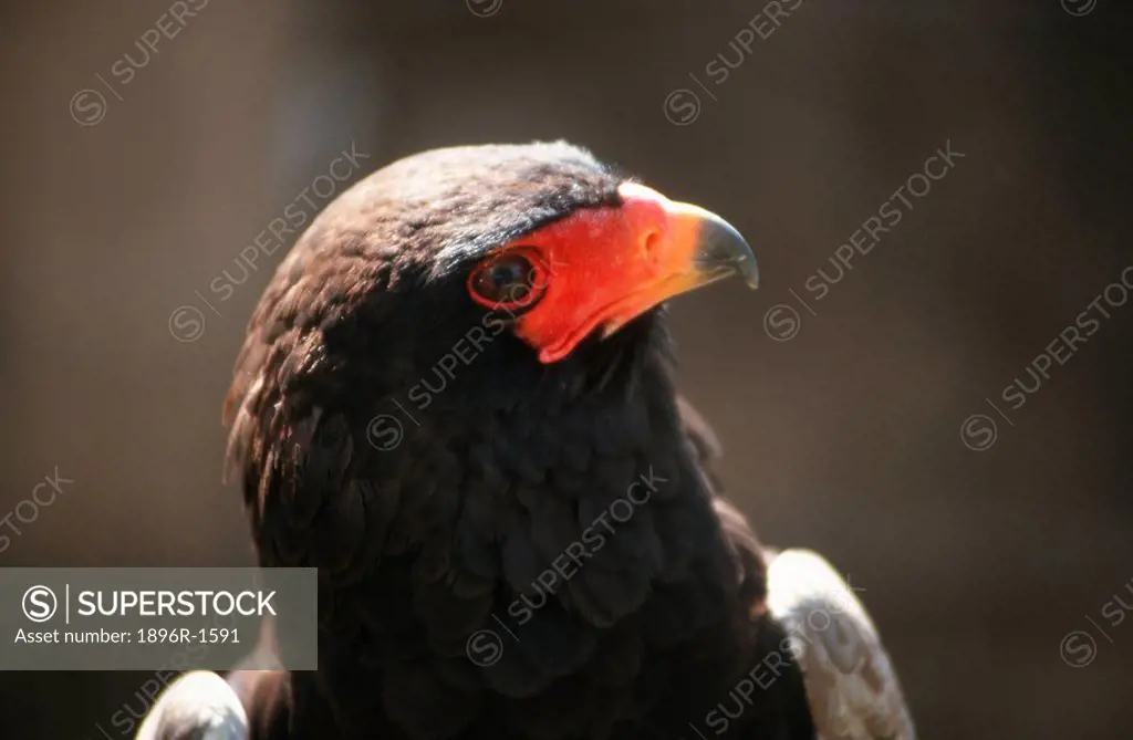 Close-up Profile of a Bataleur Eagle Terathopius ecaudatus  Hwange National Park, Zimbabwe