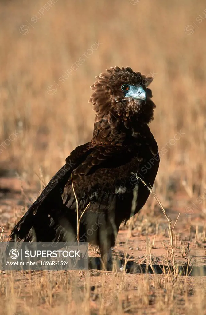 Close-up of a Bataleur Eagle Terathopius ecaudatus in the Veld  Moremi Wildlife Reserve, Botswana