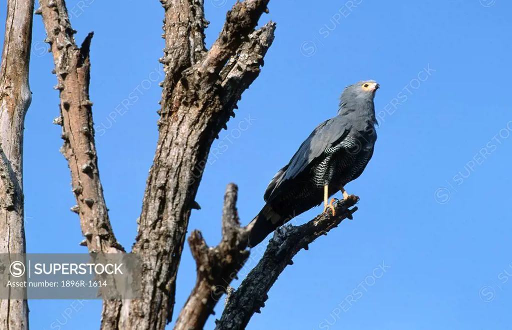 African Harrier Hawk Gymnogene Polyboroides typus Perched in a Tree  Kruger National Park, Mpumalanga Province, South Africa