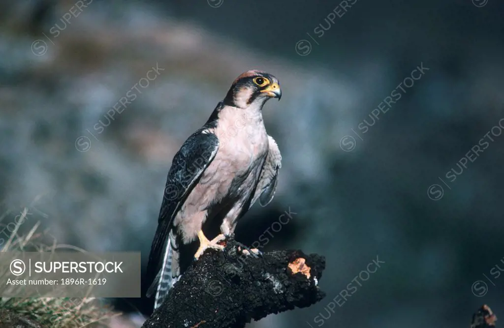 Lanner Falcon Falco biarmicus Perched on a Tree Stump  Giant´s Castle Reserve, Drakensberg Mountains, Kwa-Zulu Natal Province, South Africa