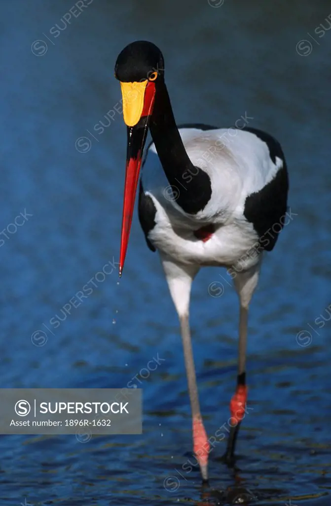 Saddle-billed Stork Ephippiorhynchus senegalensis Standing in Water  Moremi Wildlife Reserve, Botswana