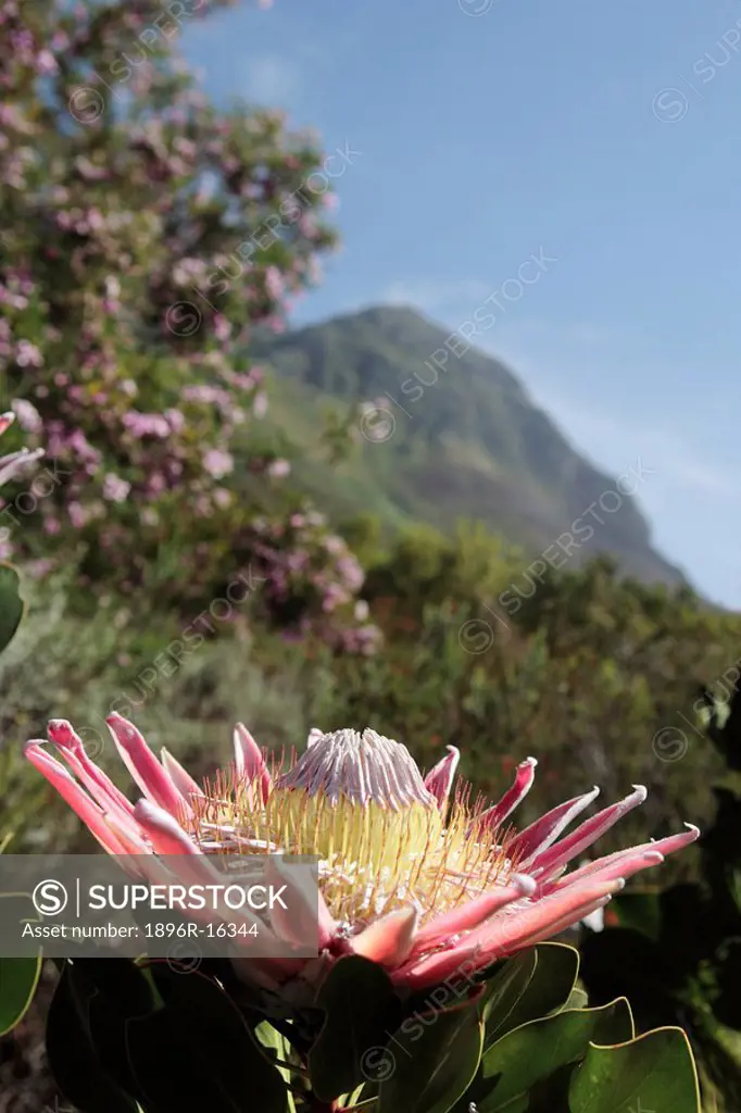 King Protea Protea cynaroides with Helderberg Mountains in background, Somerset West, Western Cape Province, South Africa