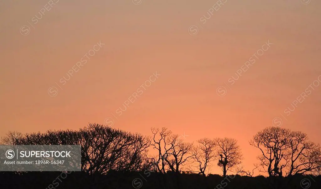 Silhouetted trees at sunset, Sodwana Bay, KwaZulu_Natal Province, South Africa