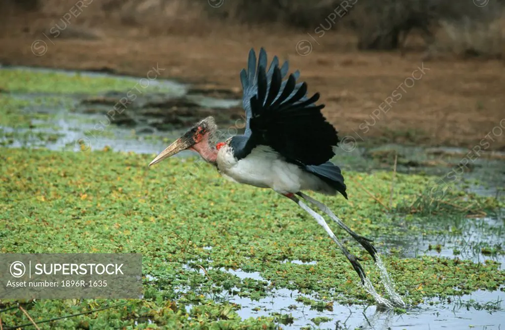 Marabou Stork Leptoptilos crumeniferus Taking off from the Water  Kruger National Park, Mpumalanga Province, South Africa