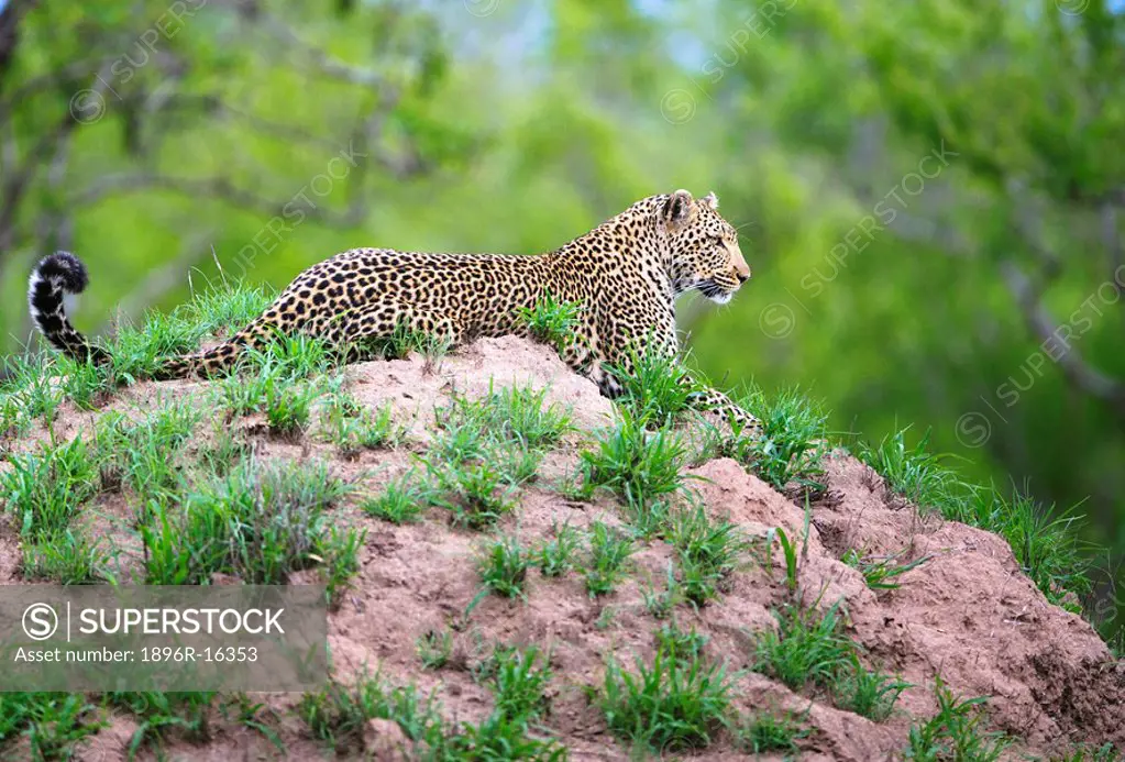 Adult male leopard Panthera pardus, resting on a termite mound