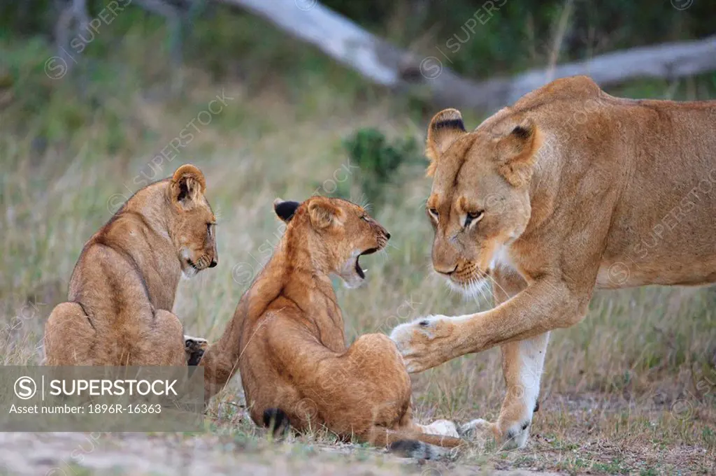 Lioness Panthera leo, gently swatting one of her cubs