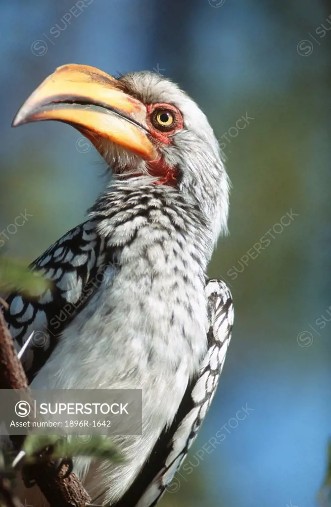 Close-up of a Southern Yellow-billed Hornbill Tockus leucomelas Perched on a Branch  Nkasa Rupara National Park, Eastern Caprivi, Namibia
