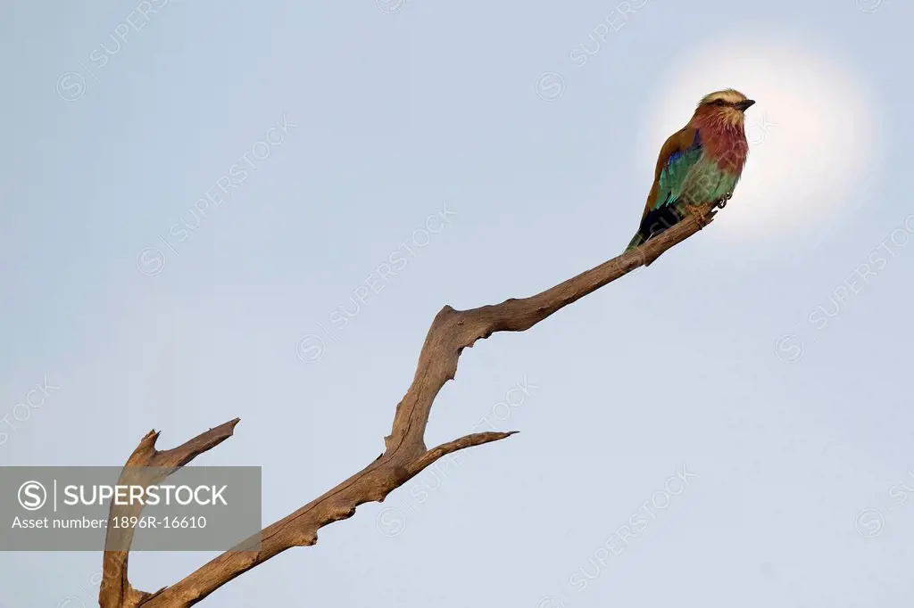 Bird on branch, Rhino Island, Matusadona National Park, Lake Kariba, Zimbabwe