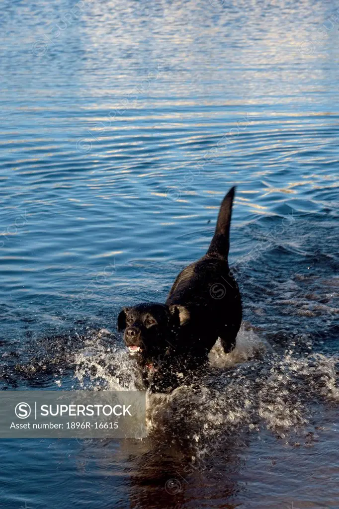 Dog in water at Sandvlei Dam, near Muizemberg, Cape Town, Western Cape Province, South Africa