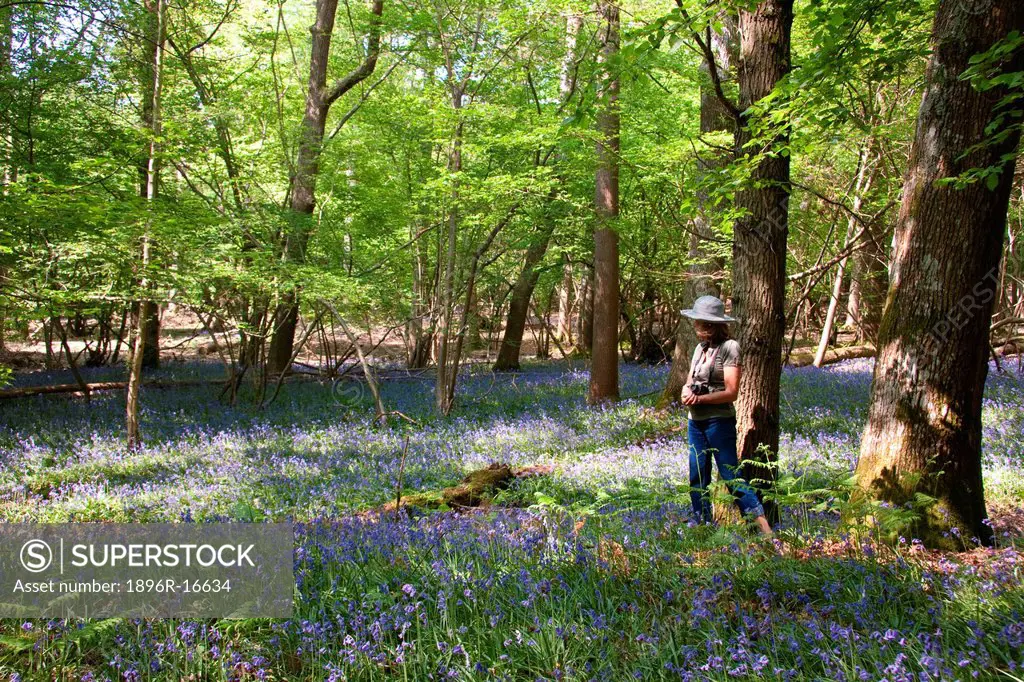 A field of Common English Bluebells Hyacinthoides non_scripta flowering in a forest in Sussex, England.