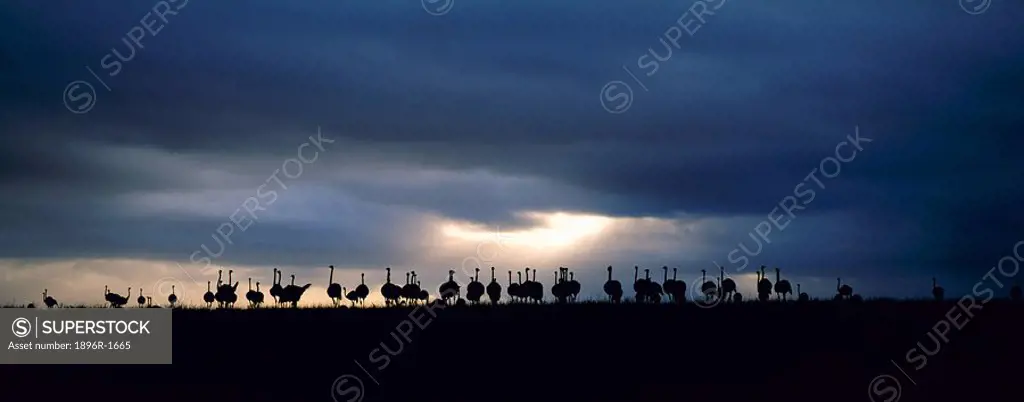 Silhouette of a Domestic Ostrich Stuthio camelus Flock Against a Stormy Sky  Overberg District, Western Cape Province, South Africa