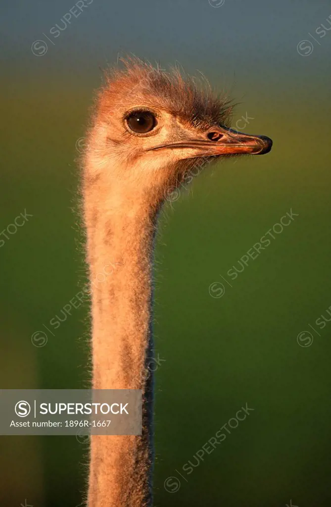 Portrait of an Ostrich Stuthio camelus  Overberg, Western Cape Province, South Africa