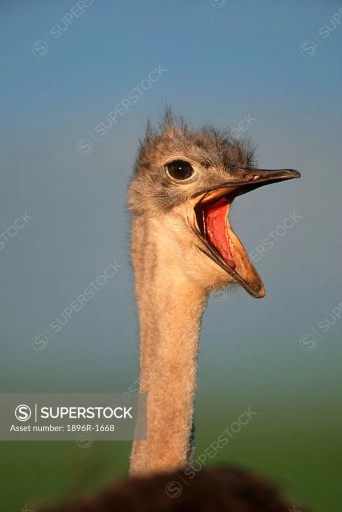 Portrait of an Ostrich Stuthio camelus Squawking  Overberg, Western Cape Province, South Africa