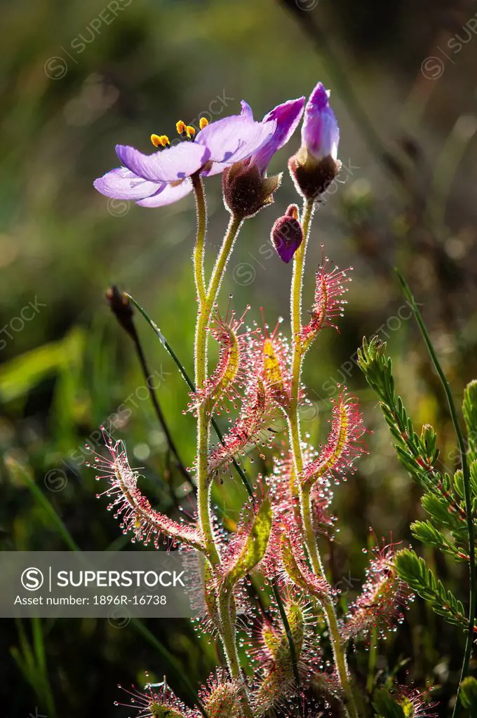 Close_up of open and closed pink/purple sundew flowers Drosera cistiflora _ Snotrosie, showing sticky substance on leaves that traps insects that are ...