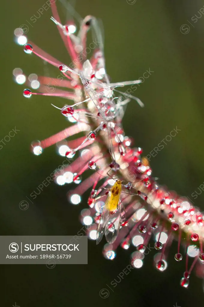 Close_up of sundew leaf Drosera cistiflora _ Snotrosie, showing flying insect trapped in sticky substance on leaves of this carniverous plant, Elsies ...