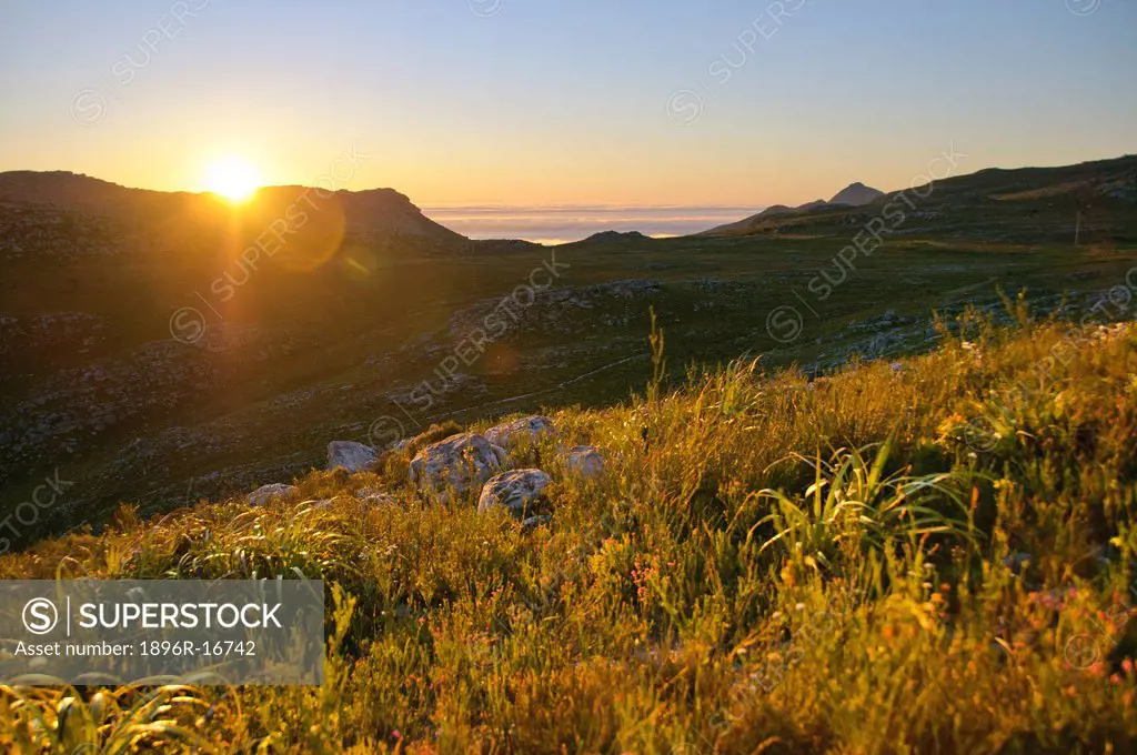 Sun setting behind mountain ridge, restios and other fynbos plants in foreground glowing in light backlit, green, vegetated valley behind, Muizenberg,...