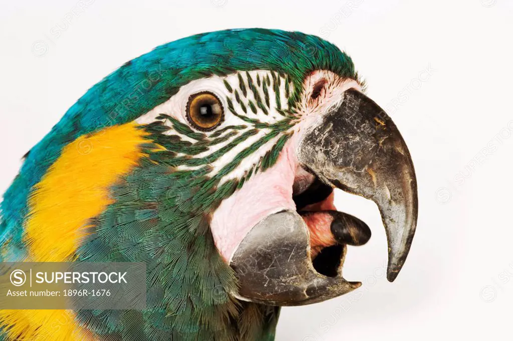 Close-up Profile of a Blue-Throated Macaw Ara glaucogularis  Studio, Centurion, Pretoria, Gauteng Province, South Africa