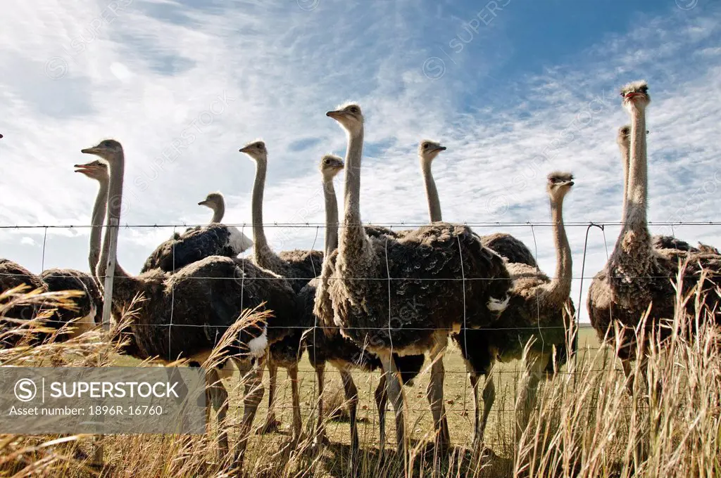 Group of female ostriches behind farm fence, Karoo, Western Cape, South Africa