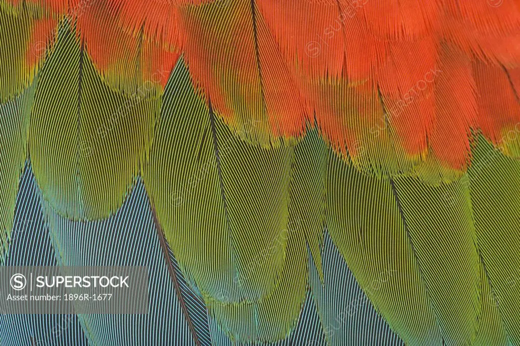 Extreme Close-up of the Wing of a Green-Winged Macaw Ara chloroptera  Studio, Centurion, Pretoria, Gauteng Province, South Africa