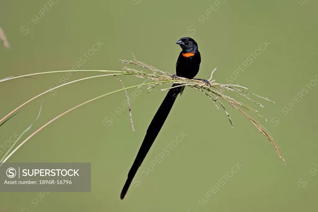 Bird on grass at Transkei Coast, Mkhambathi Nature Reserve, Eastern Cape Province, South Africa