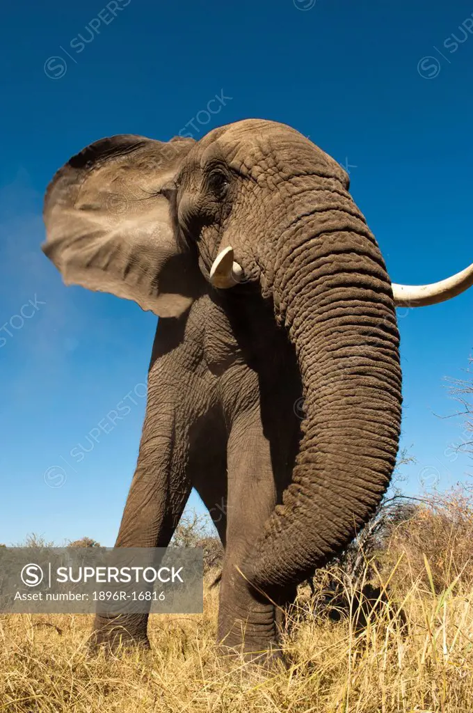 African elephant flapping ears Loxodonta Africana, Okavango Delta, Botswana