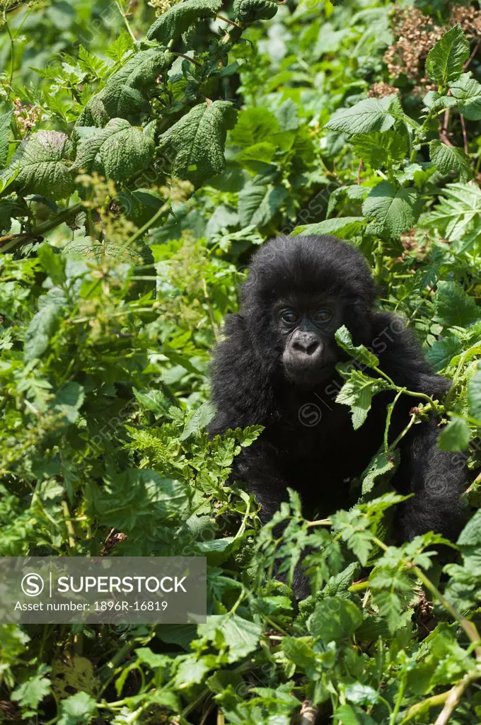 Mountain Gorilla Gorilla g. beringei, Parc National des Volcans Volcanoes National Park, Rwanda