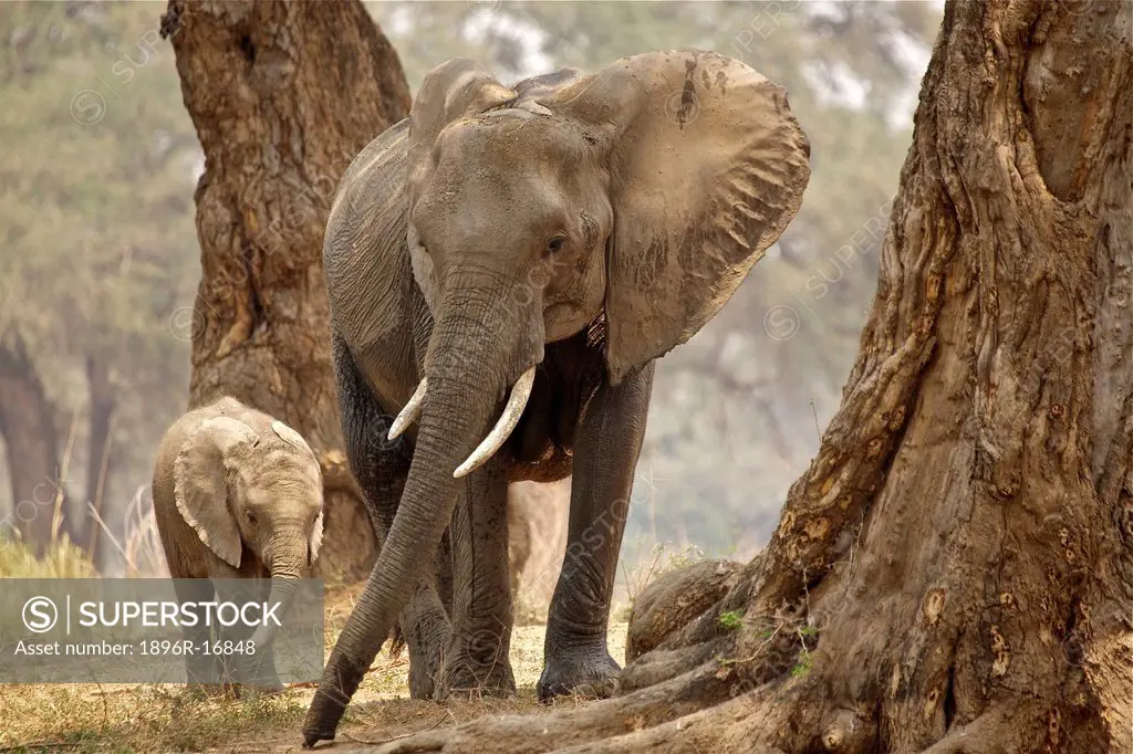 African Bush Elephant Loxodonta Africana mother and baby in wood, Mana Pools National Park, Zimbabwe