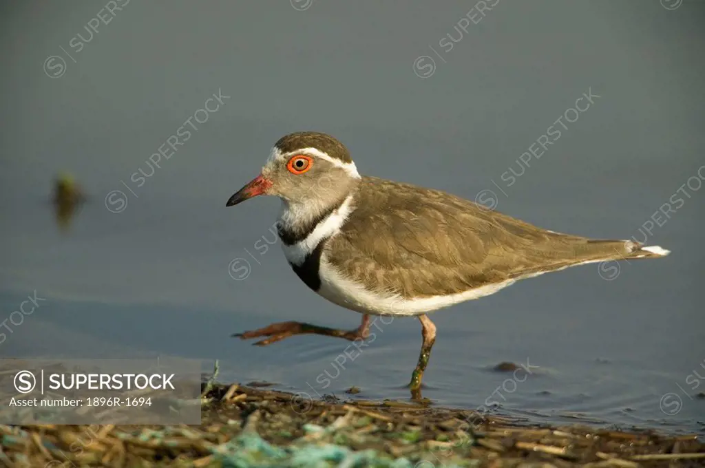 Three-banded Plover Charadrius tricollaris Walking Through the Water  Kruger National Park, Mpumalanga Province, South Africa