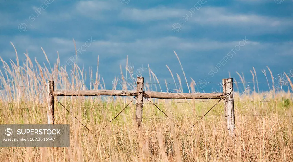 Wooden fence poles, Transkei, Eastern Cape Province, South Africa