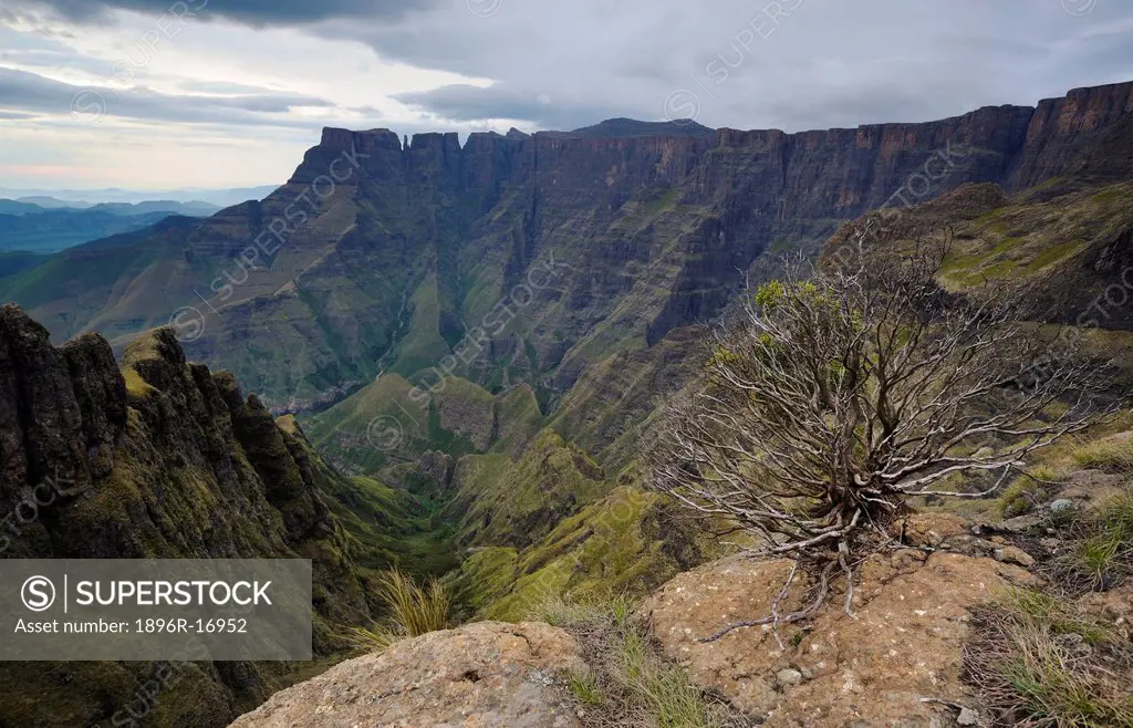 High Angle View with bare bush in the foreground over deep mountain valley, Amphitheatre, Drakensberg, Royal Natal National Park, KwaZulu_Natal, South...