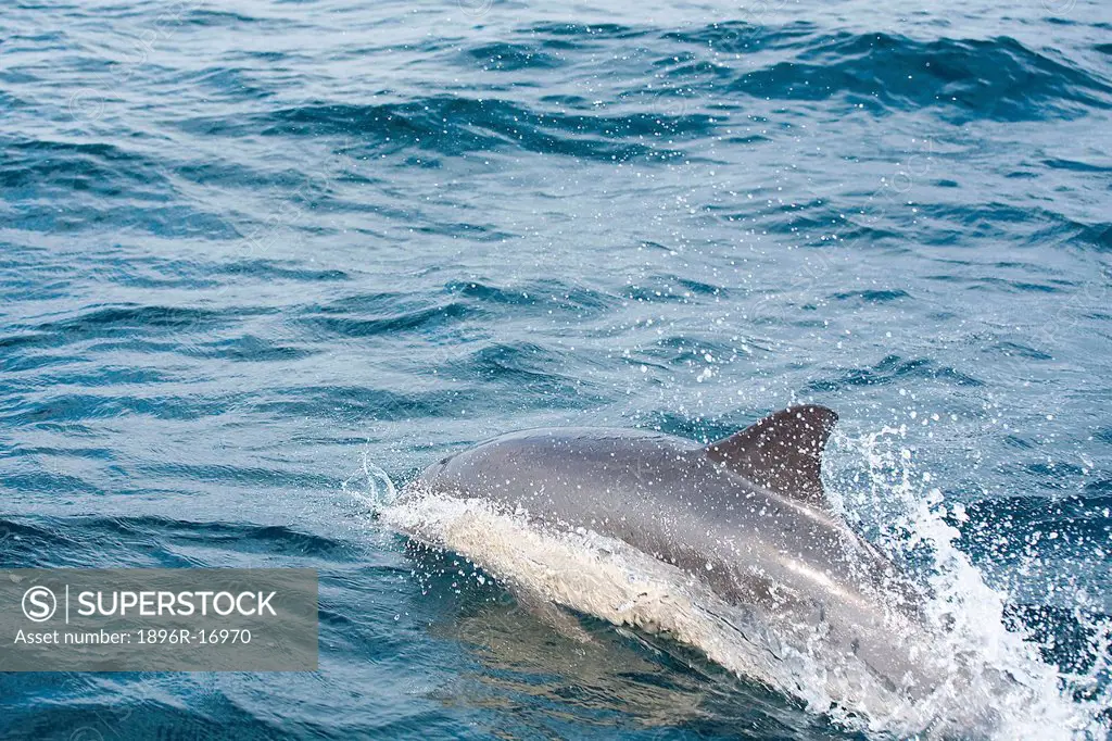 Common Bottlenose Dolphin Tursiops truncatus, Nelson Mandela Bay, Port Elizabeth, Eastern Cape Province, South Africa