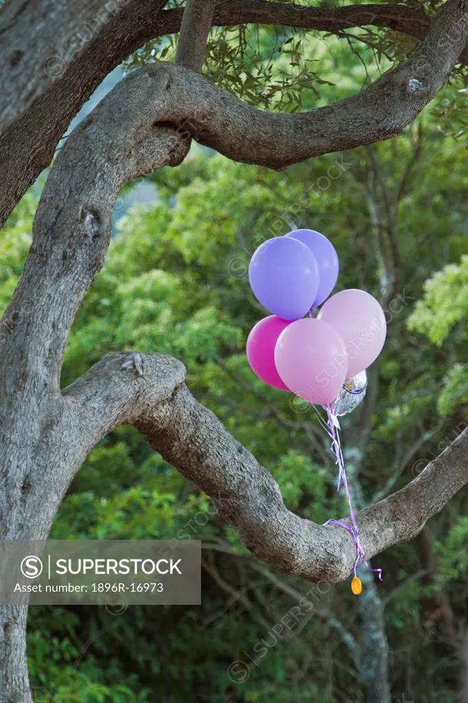 Party marker balloons. Kirstenbosch Botanical Gardens, Cape Town, South Africa