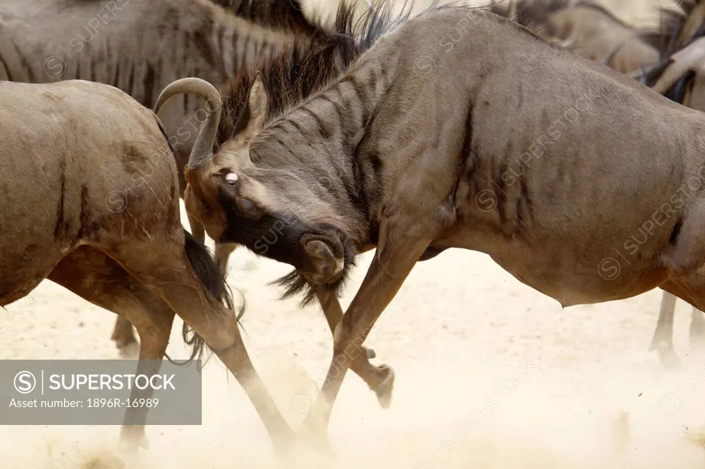 A Blue Wildebeest head butting another, Kgalagadi Transfrontier Park, Northern Cape Province, South Africa