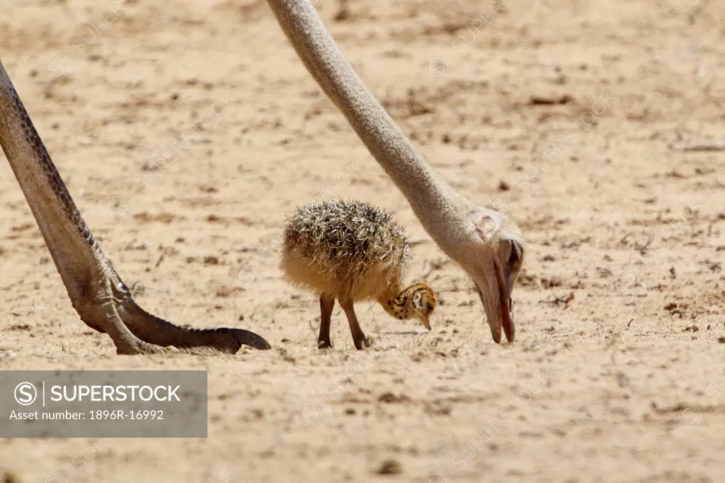 An Ostrich and its chick looking for food, Kgalagadi Transfrontier Park, Northern Cape Province, South Africa